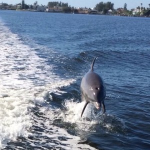 Dolphin jumping copy